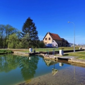 Le printemps dans les Ardennes 🌸 🐗.#ardennes